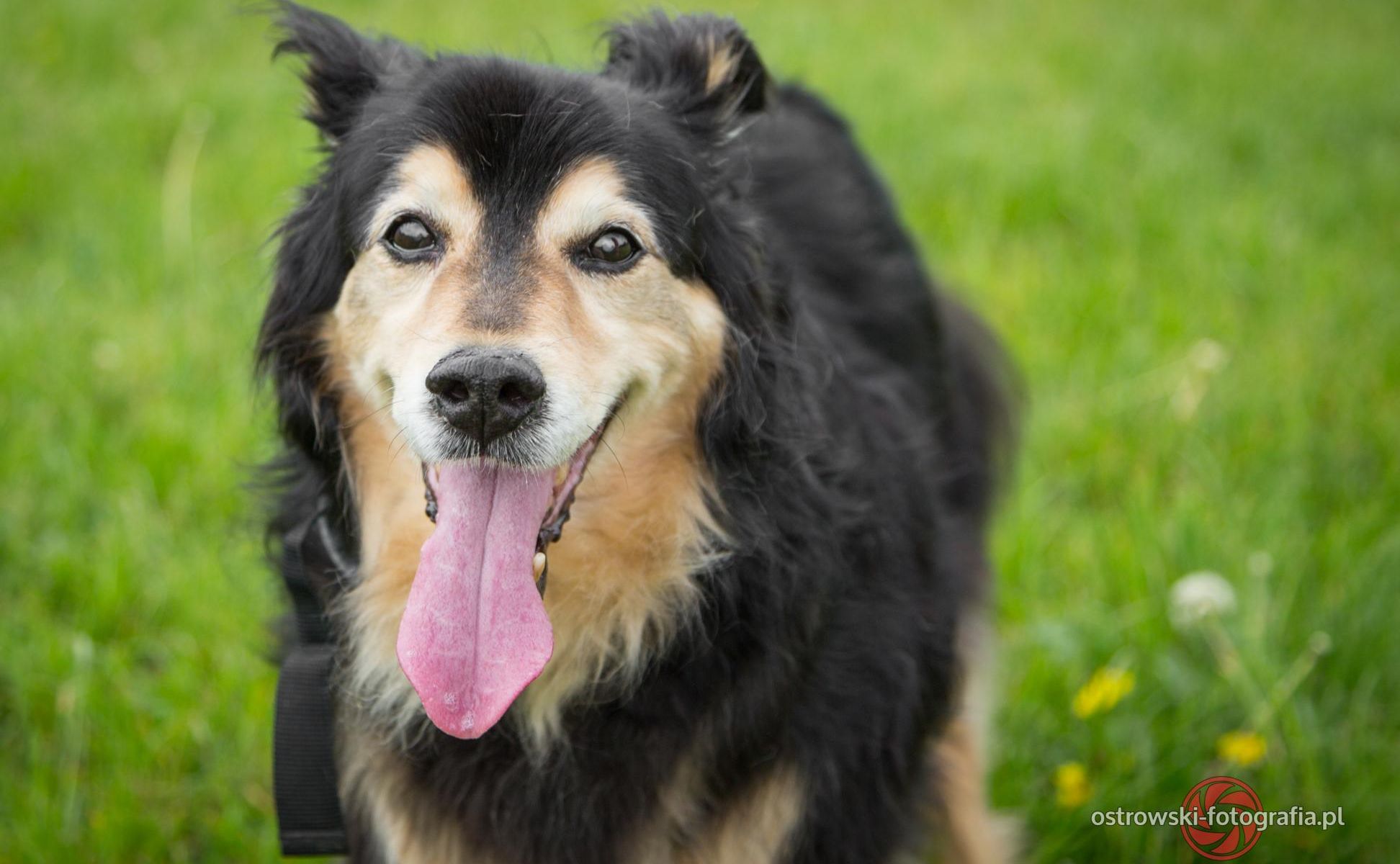 Photo of dog Gucio in park - photo by ostrowski-fotografia.pl